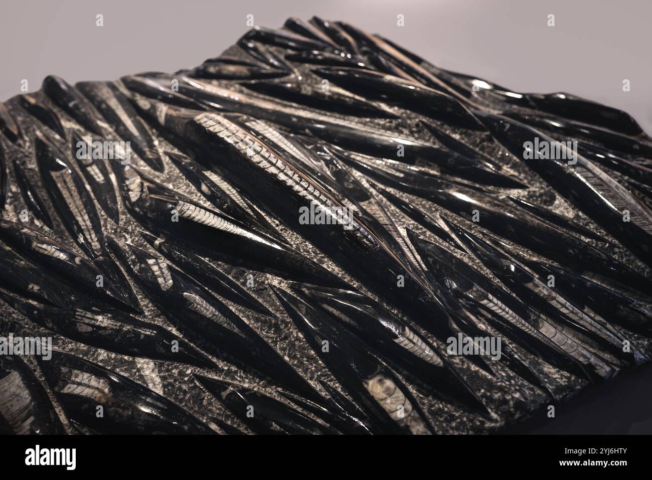 Antichi fossili di Orthoceras in calcare Foto Stock