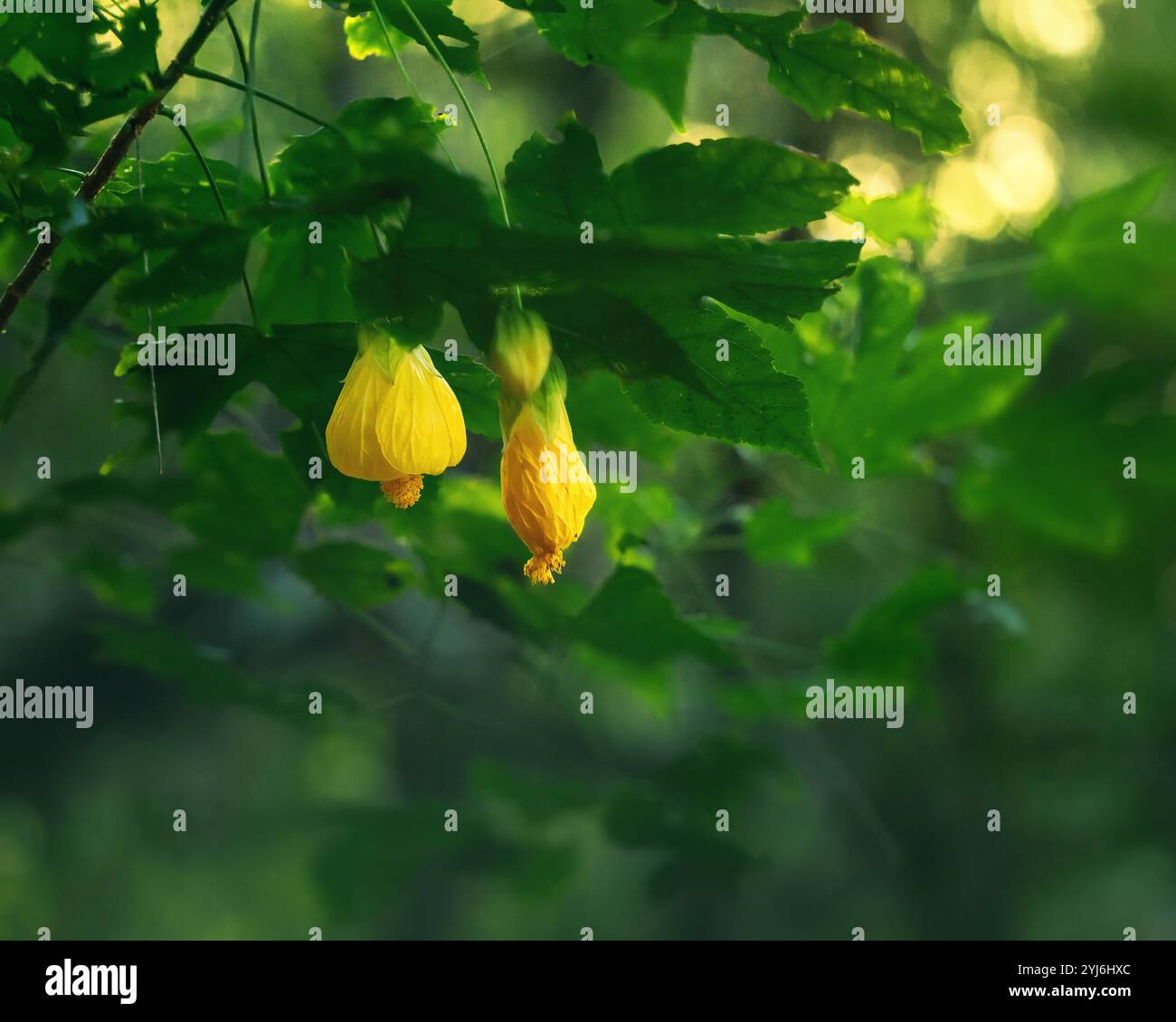 Fiore di campana giallo (Callianthe darwinii) Foto Stock
