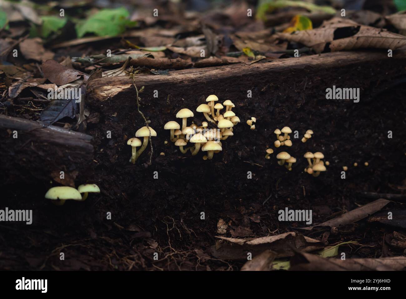 Funghi ciuffi di zolfo (Hypholoma subviride) Foto Stock