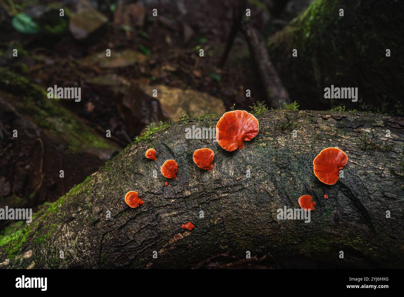 Funghi funghi a staffa rosso sangue (Pycnoporus sanguineus) Foto Stock