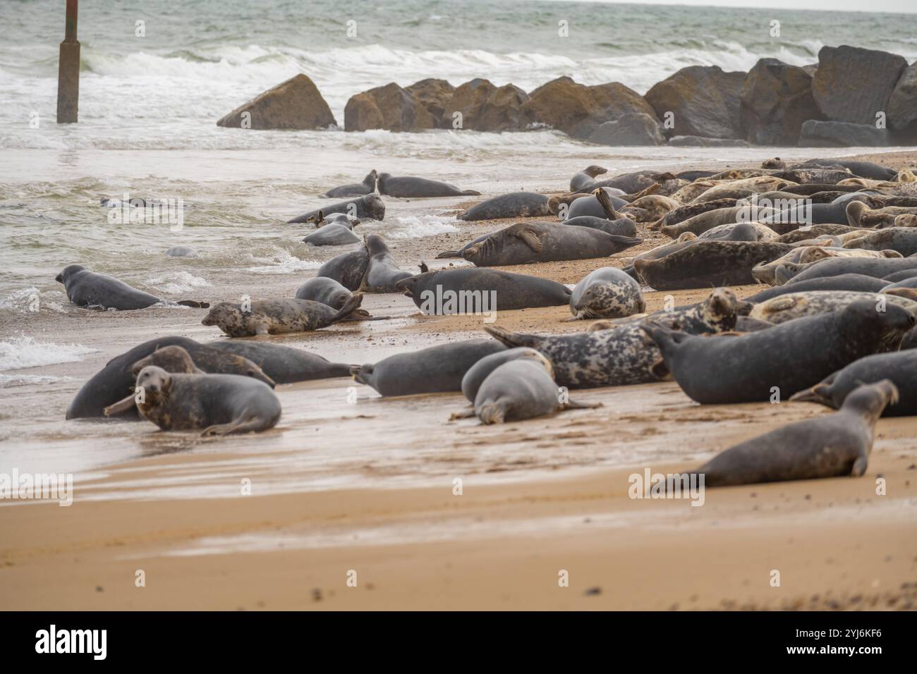 Le foche grigie si crogiolano sulla spiaggia di Horsey Gap sulla costa del Norfolk a nord di Great Yarmouth Foto Stock