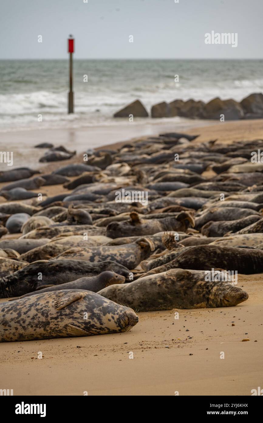 Le foche grigie si crogiolano sulla spiaggia di Horsey Gap sulla costa del Norfolk a nord di Great Yarmouth Foto Stock