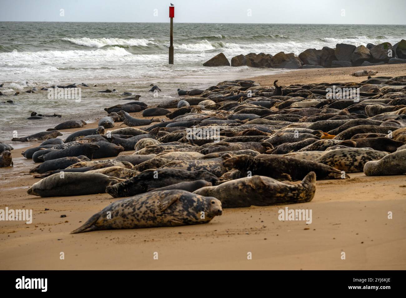 Le foche grigie si crogiolano sulla spiaggia di Horsey Gap sulla costa del Norfolk a nord di Great Yarmouth Foto Stock