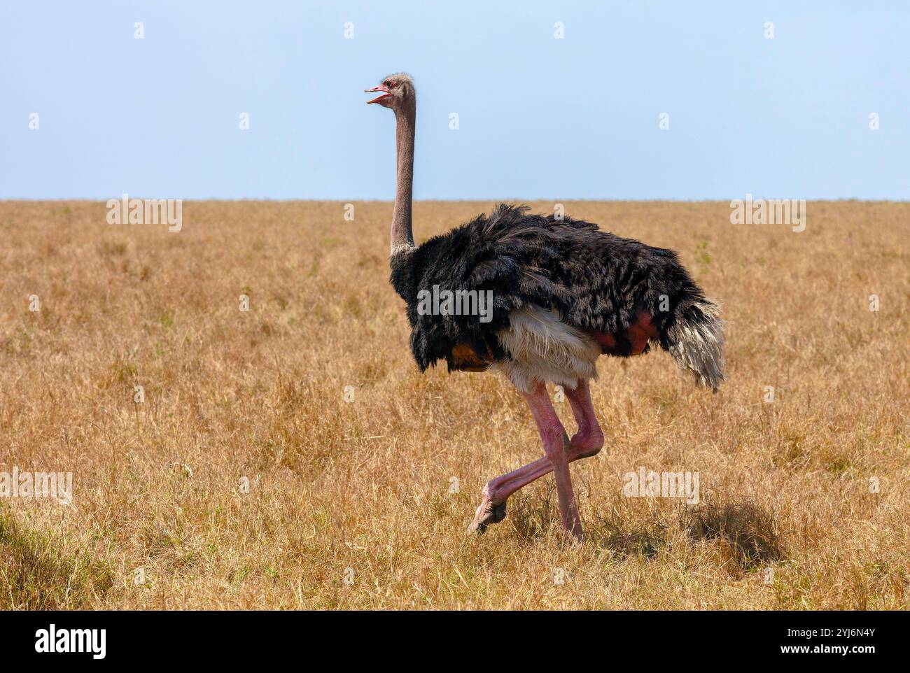 Struzzo maschile dell'Africa Orientale savannah Foto Stock
