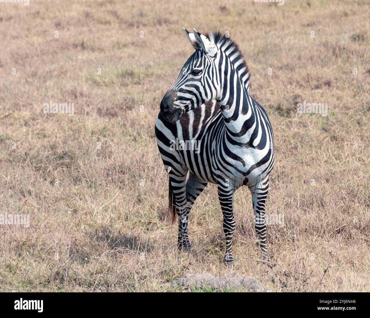 Plains Zebra nel cratere di Norongoro, Tanzania, Africa orientale Foto Stock
