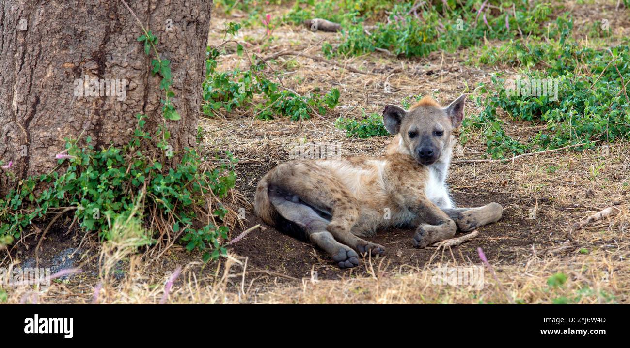 Cucciolo di iena avvistato nell'Africa orientale Foto Stock