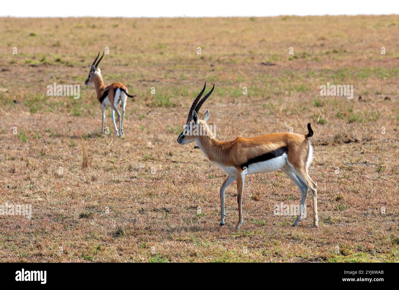 Le gazzelle di Thompson nell'Africa orientale Foto Stock