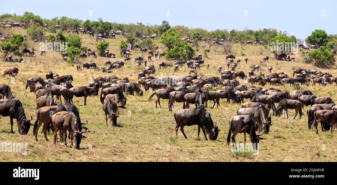Branco di GNU nell'Africa orientale Foto Stock