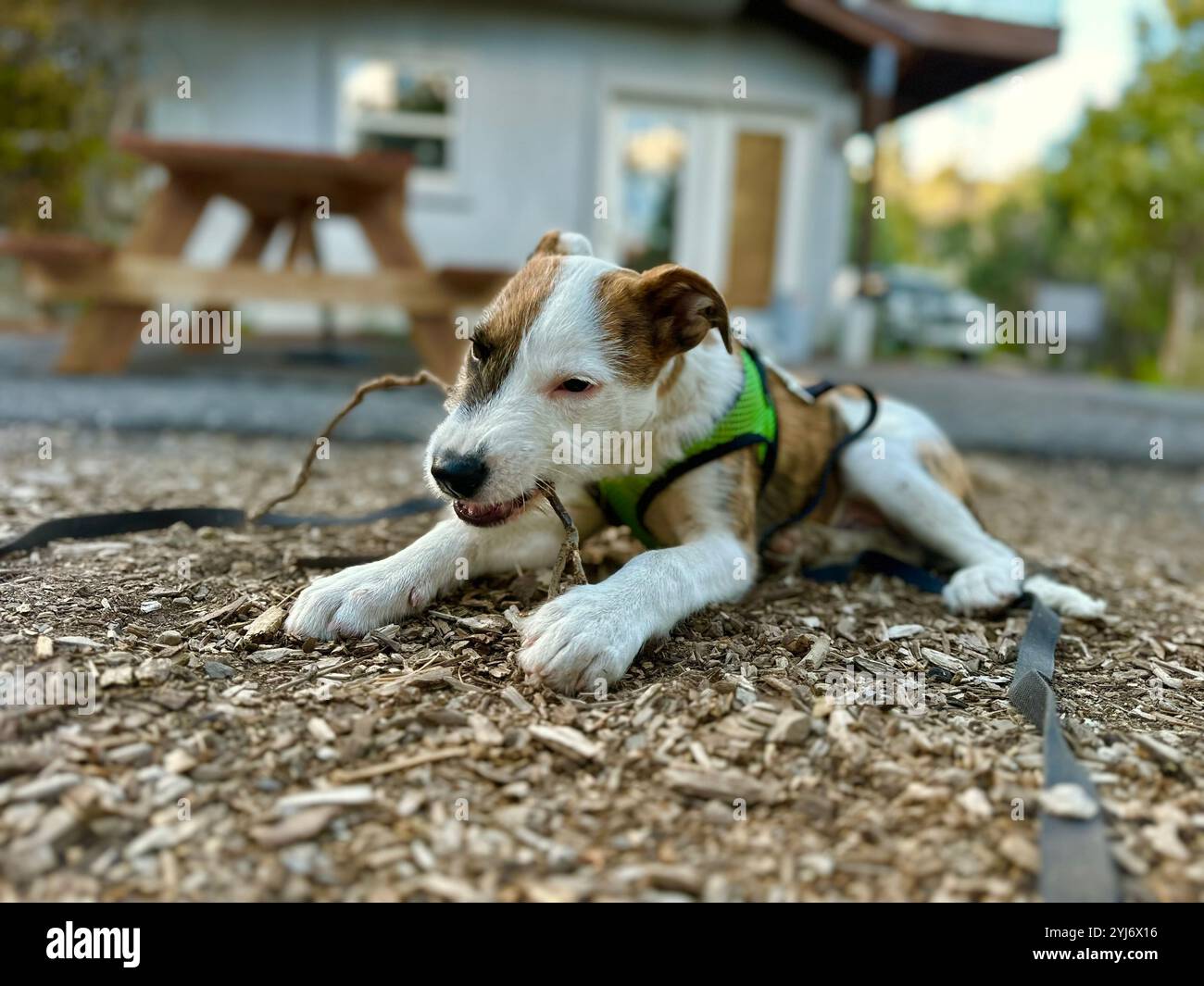 Un simpatico cucciolo marrone e bianco masticava un bastoncino nel cortile anteriore in una soleggiata giornata estiva Foto Stock