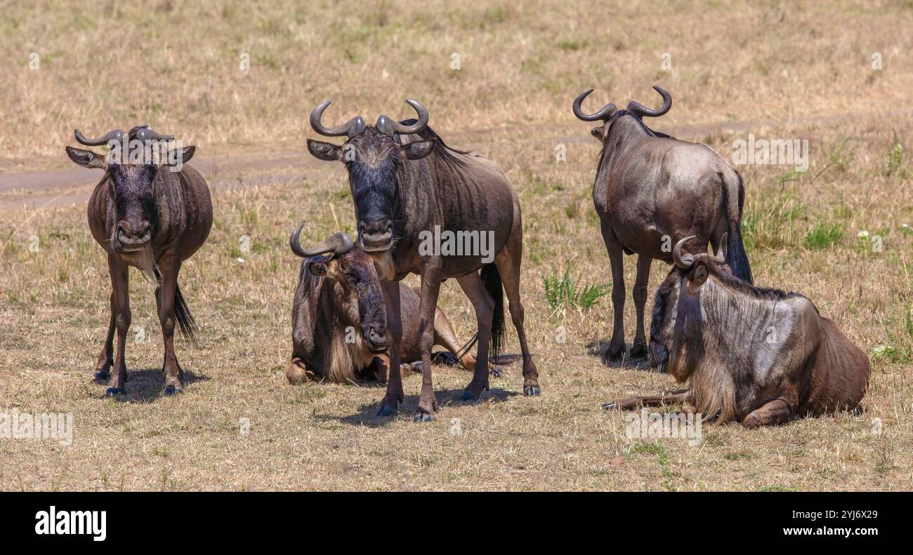 GNU in piedi davanti all'Africa orientale Foto Stock
