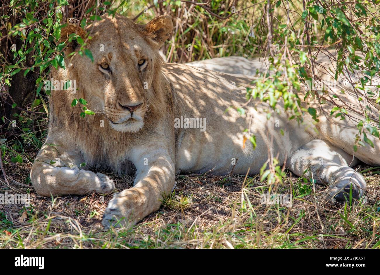 Giovane leone maschio che riposa sotto un cespuglio nell'Africa orientale Foto Stock
