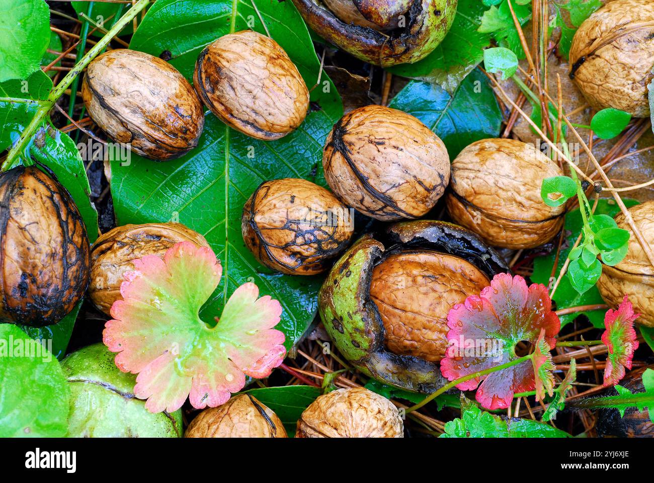Noci mature (Juglans regia) a terra. Foto Stock