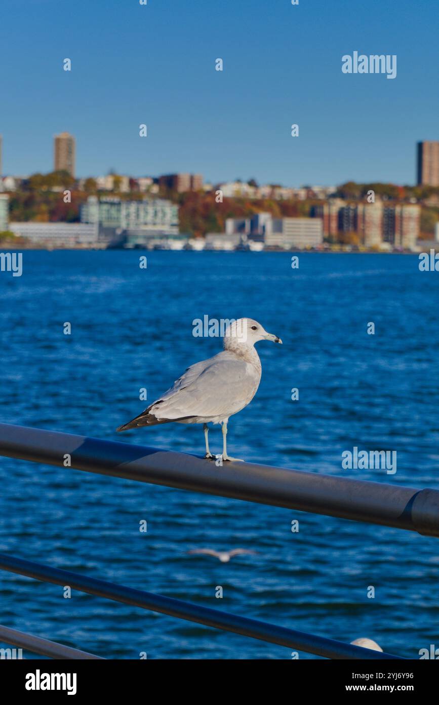 gabbiano che controlla il fiume hudson Foto Stock