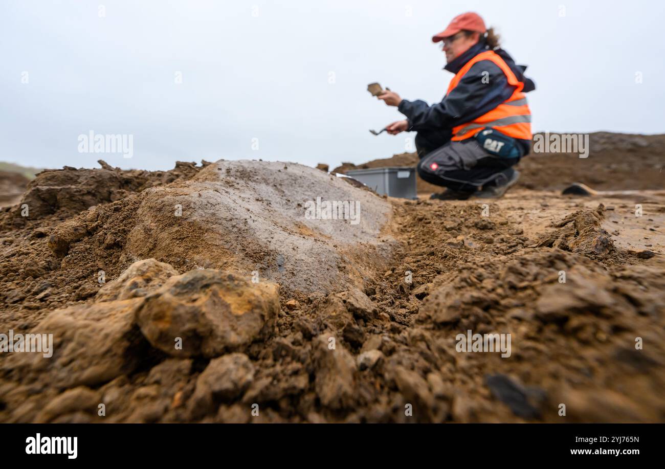 Sassonia, Döbeln. 13 novembre 2024. Una mola con un diametro di circa 40 centimetri sporge da un sito di scavo di un insediamento vecchio di 4000 anni vicino a Döbeln. Gli archeologi hanno anche scoperto un insediamento della prima età del bronzo nel mezzo di un insediamento neolitico. Il sito nei pressi di Döbeln-Gärtitz è sotto inchiesta dal 2021 prima della costruzione di un villaggio avventura. Foto: Hendrik Schmidt/dpa/Alamy Live News Foto Stock