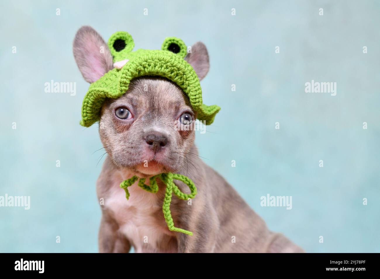 Simpatico cucciolo di cane Bulldog francese Lilac Brindle con cappello di rana lavorato a maglia Foto Stock