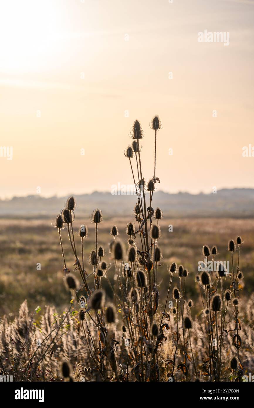 La teiera Wildflower retroilluminata al tramonto a St Aidans a Leeds, West Yorkshire Foto Stock