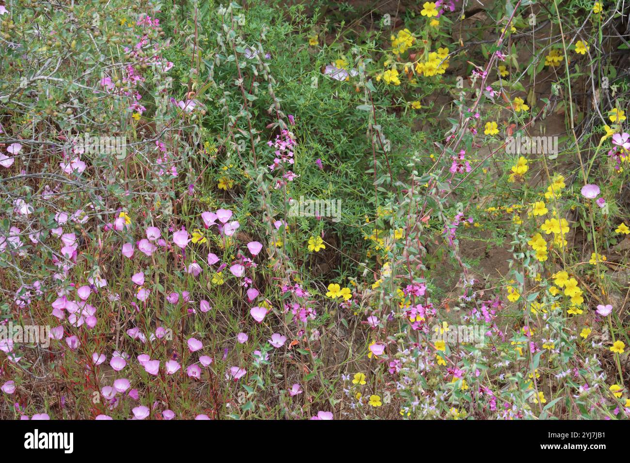 Aiuta il desiderio faticoso di magnifici fiori selvatici nativi per sopravvivere e rimanere nel loro minacciato habitat Chaparral delle Santa Monica Mountains. Foto Stock