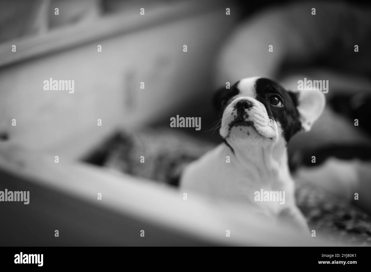 Cuccioli con genitori biologici che si allattano Foto Stock