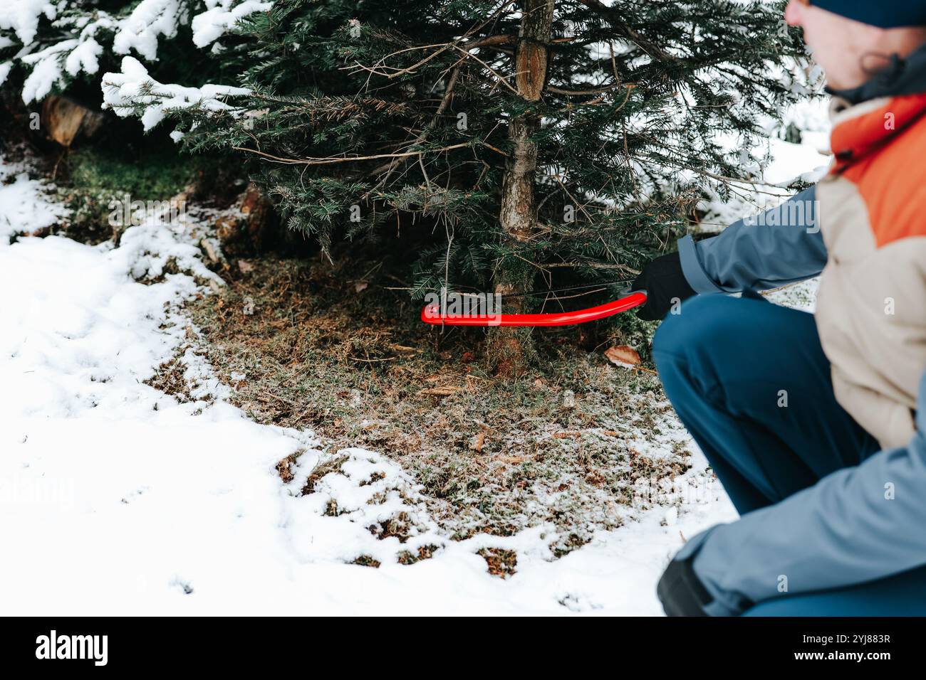 L'albero di Natale sta abbattendo. L'uomo sega un albero di Natale con una sega rossa in un vivaio di abeti rossi. Comprare un albero di Natale. Foto Stock