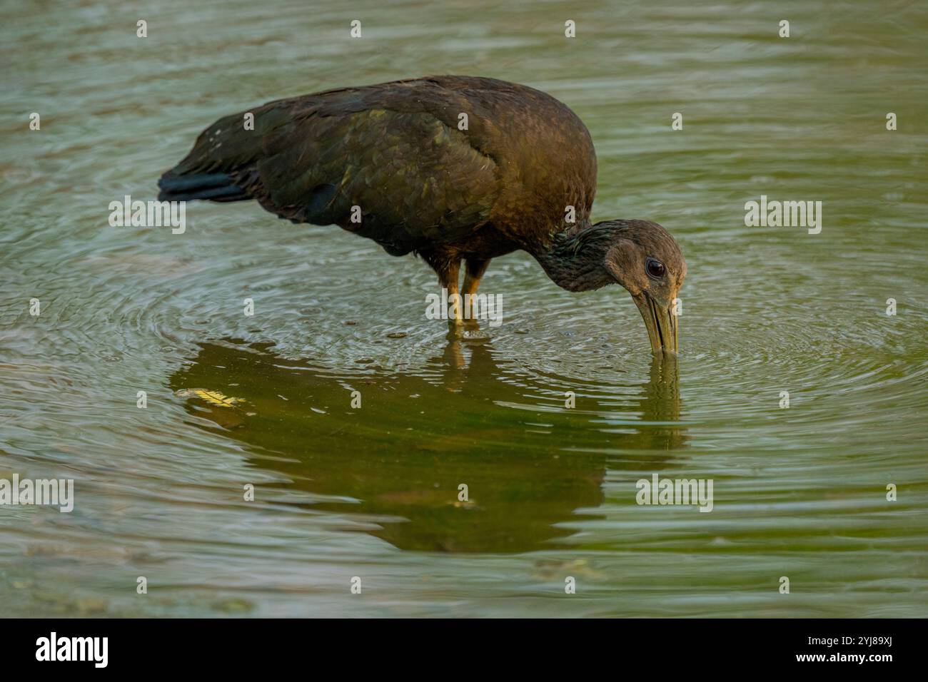 Un Ibis verde (Mesembrinibis cayennensis) che pesca in uno stagno vicino a Bonito, Mato grosso do sul, Brasile. Foto Stock