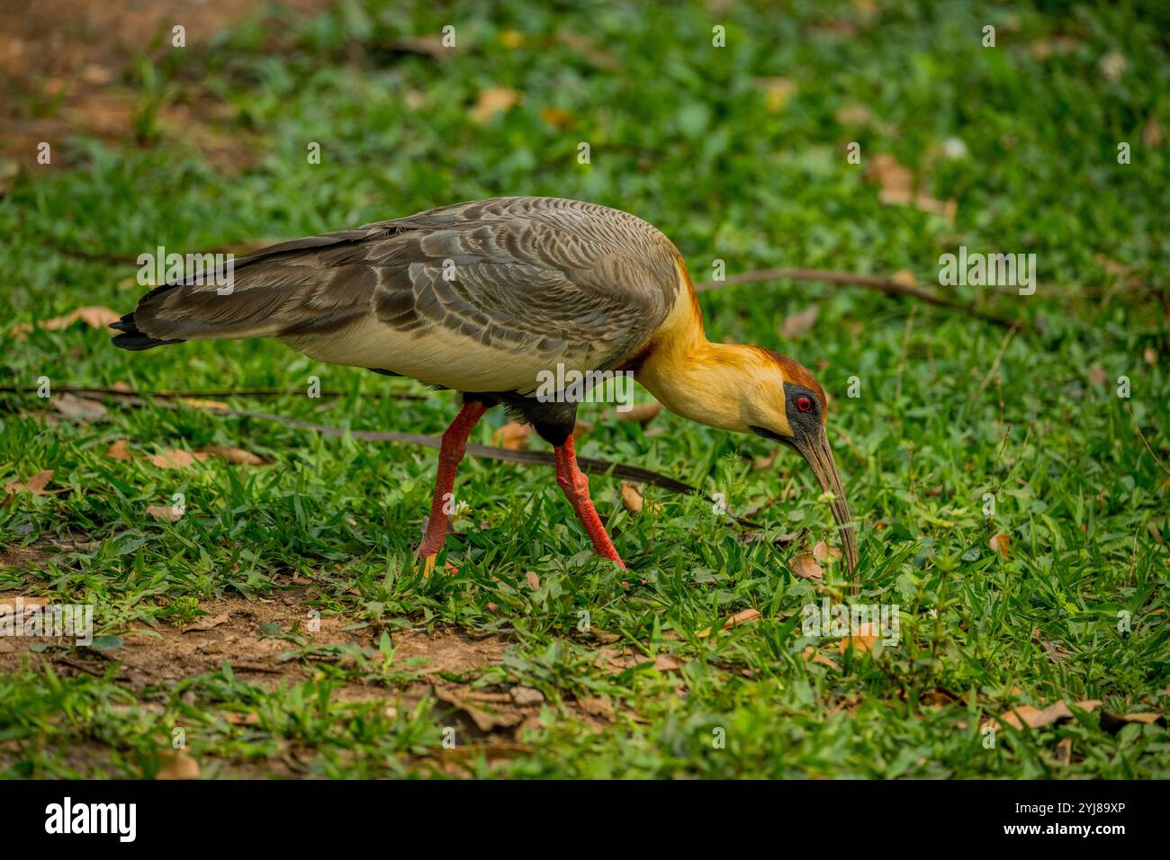 Un ibis dal collo grosso (Theristicus caudatus) in cerca di cibo vicino a Bonito, Mato grosso do sul, Brasile. Foto Stock