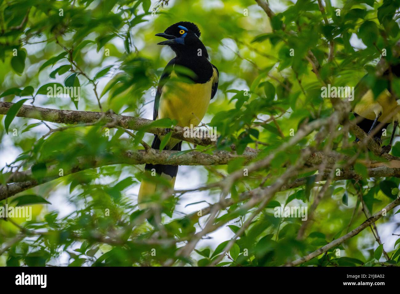 ghiandaia peluche arroccata in un albero vicino a Bonito, Mato grosso do sul, Brasile. Foto Stock