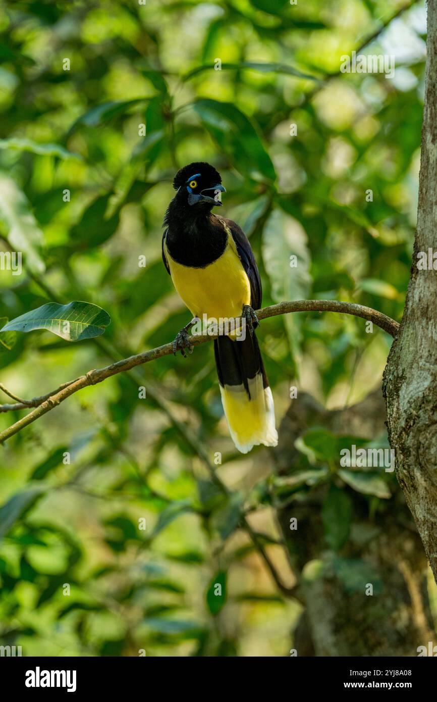 ghiandaia peluche arroccata in un albero vicino a Bonito, Mato grosso do sul, Brasile. Foto Stock