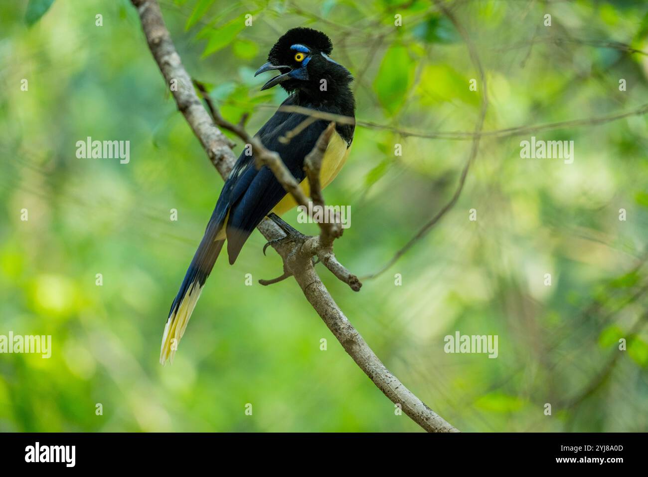 ghiandaia peluche arroccata in un albero vicino a Bonito, Mato grosso do sul, Brasile. Foto Stock