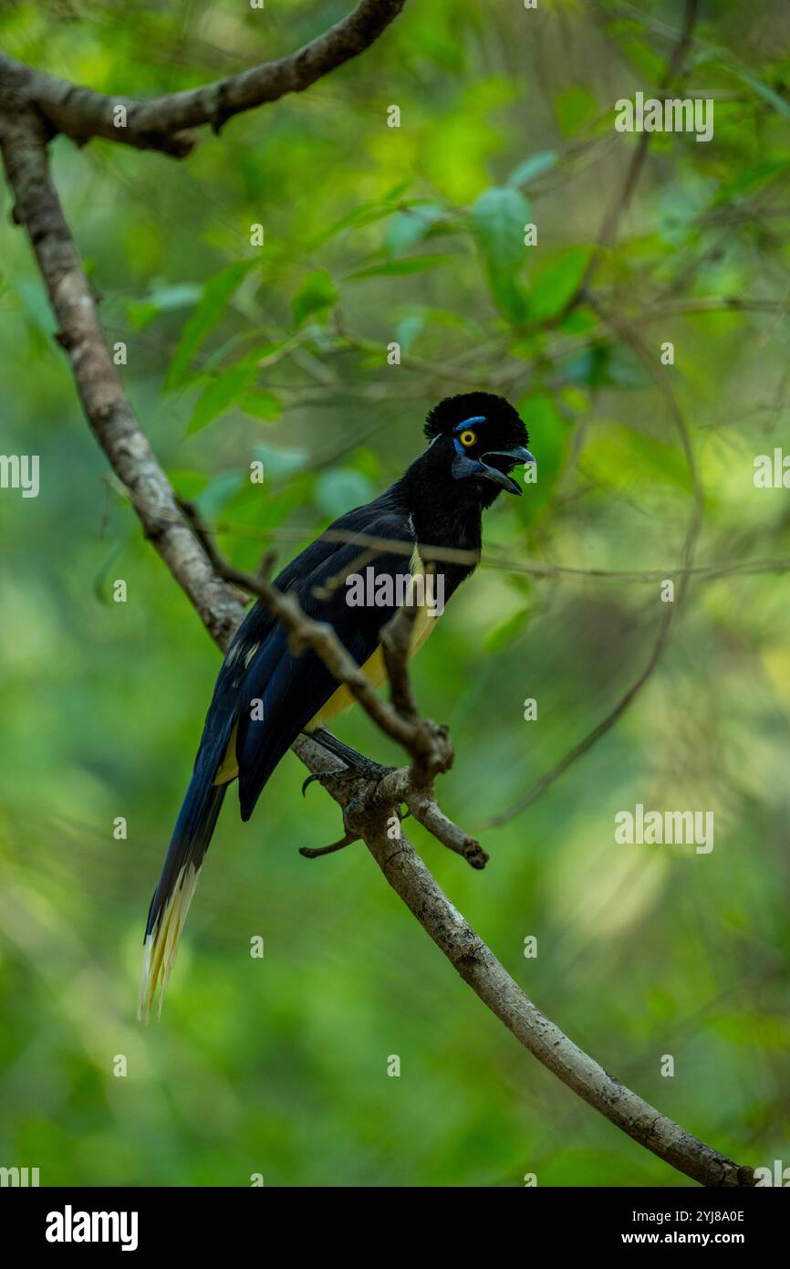 ghiandaia peluche arroccata in un albero vicino a Bonito, Mato grosso do sul, Brasile. Foto Stock