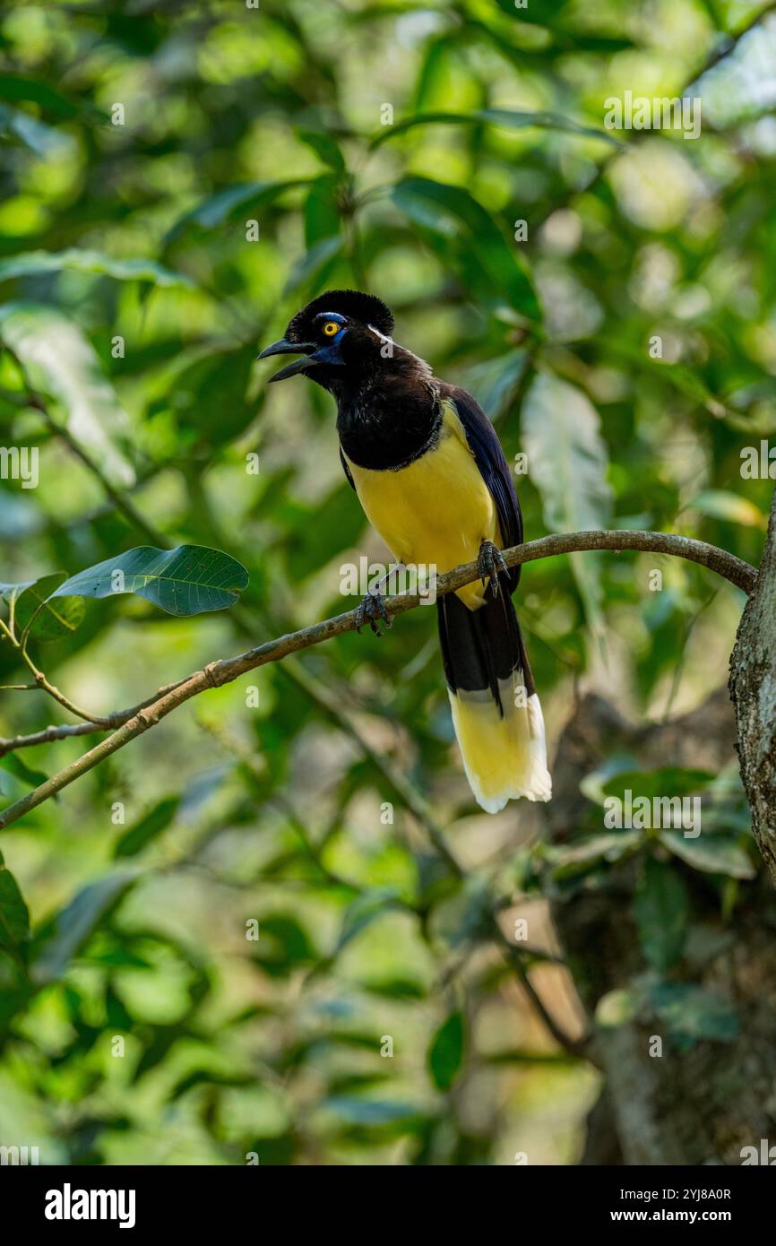 ghiandaia peluche arroccata in un albero vicino a Bonito, Mato grosso do sul, Brasile. Foto Stock