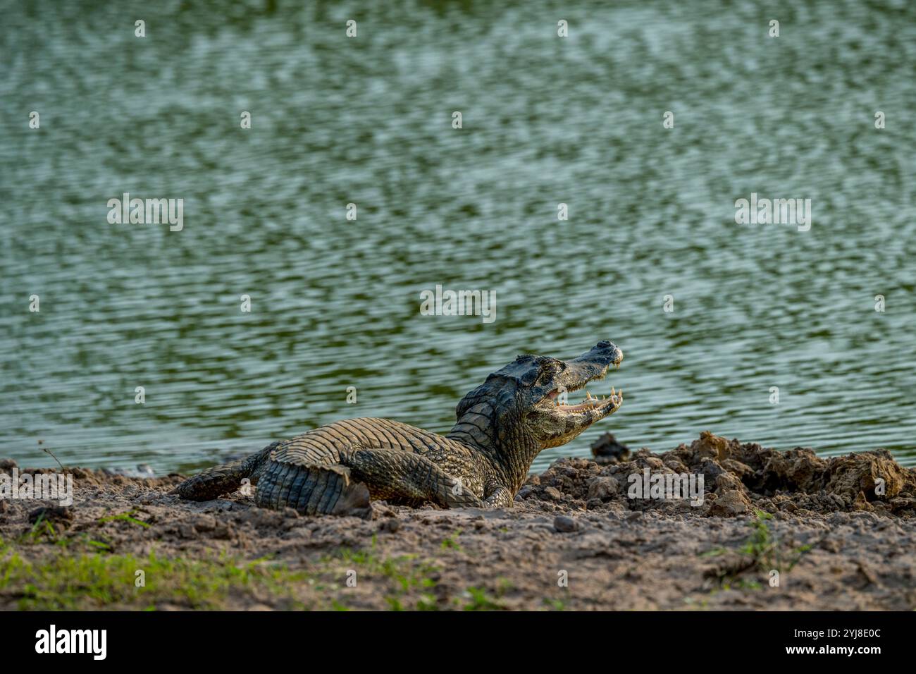 Un caimano Yacare (Caiman yacare) con la sua bocca aperta su una spiaggia vicino all'Aguape Lodge nel Pantanal meridionale, Mato grosso do sul, Brasile. Foto Stock