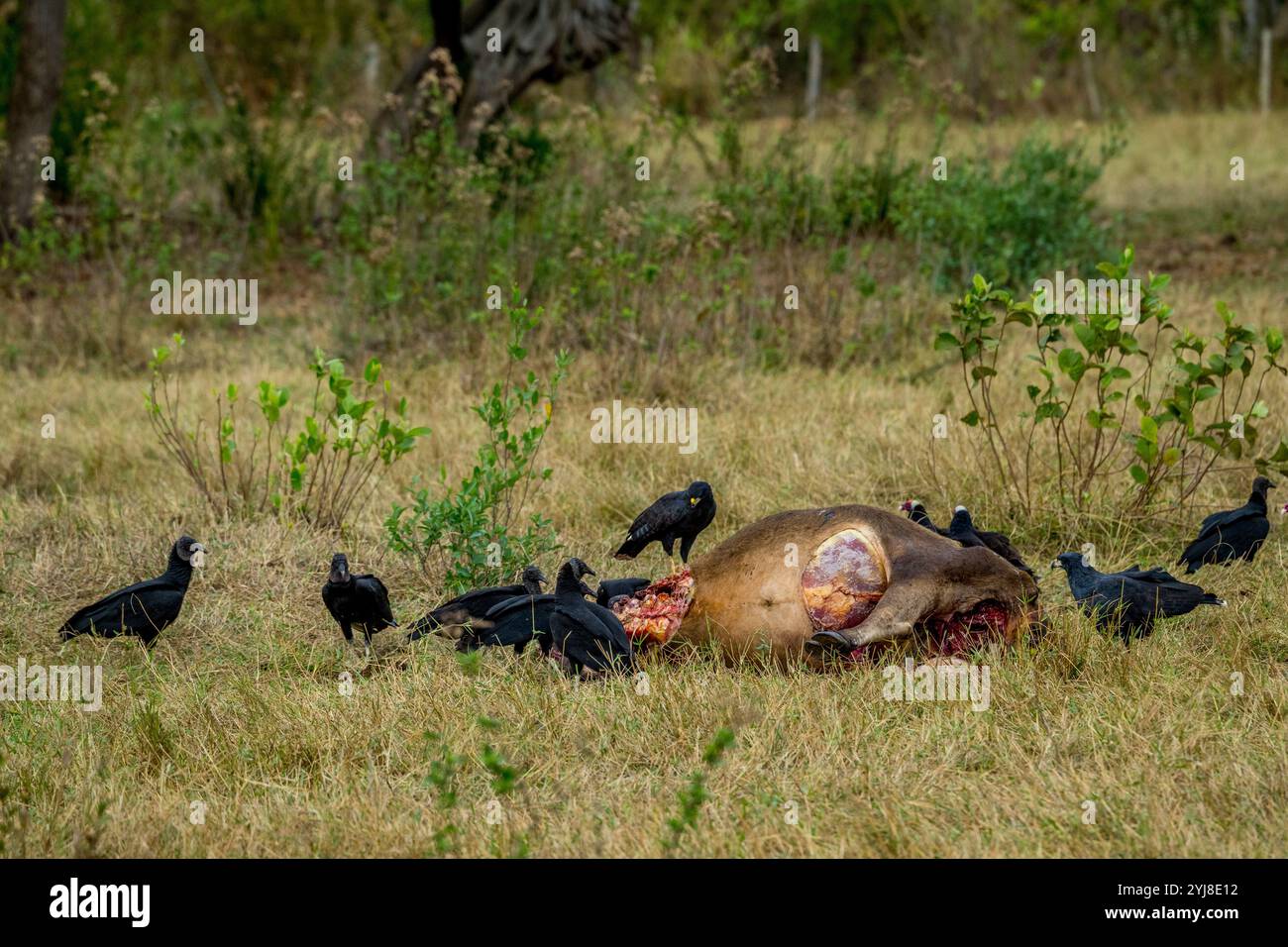 Un grande falco nero (Buteogallus urubitinga), un avvoltoio di tacchino (Cathartes aura) e un avvoltoio nero (Coragyps atratus) che si nutrono di una carcassa di bestiame vicino a Th Foto Stock