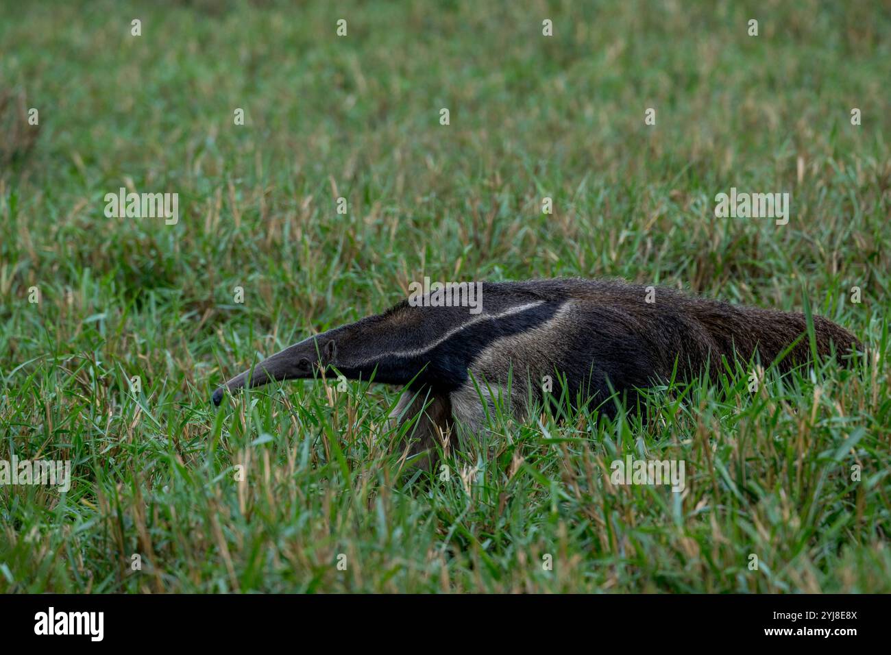 Un anteater gigante in via di estinzione (il tridattilo di Myrmecophaga) che cerca il cibo nella savana vicino al Lodge di Aguape nel Pantanal del sud, Mato Grosso do Foto Stock