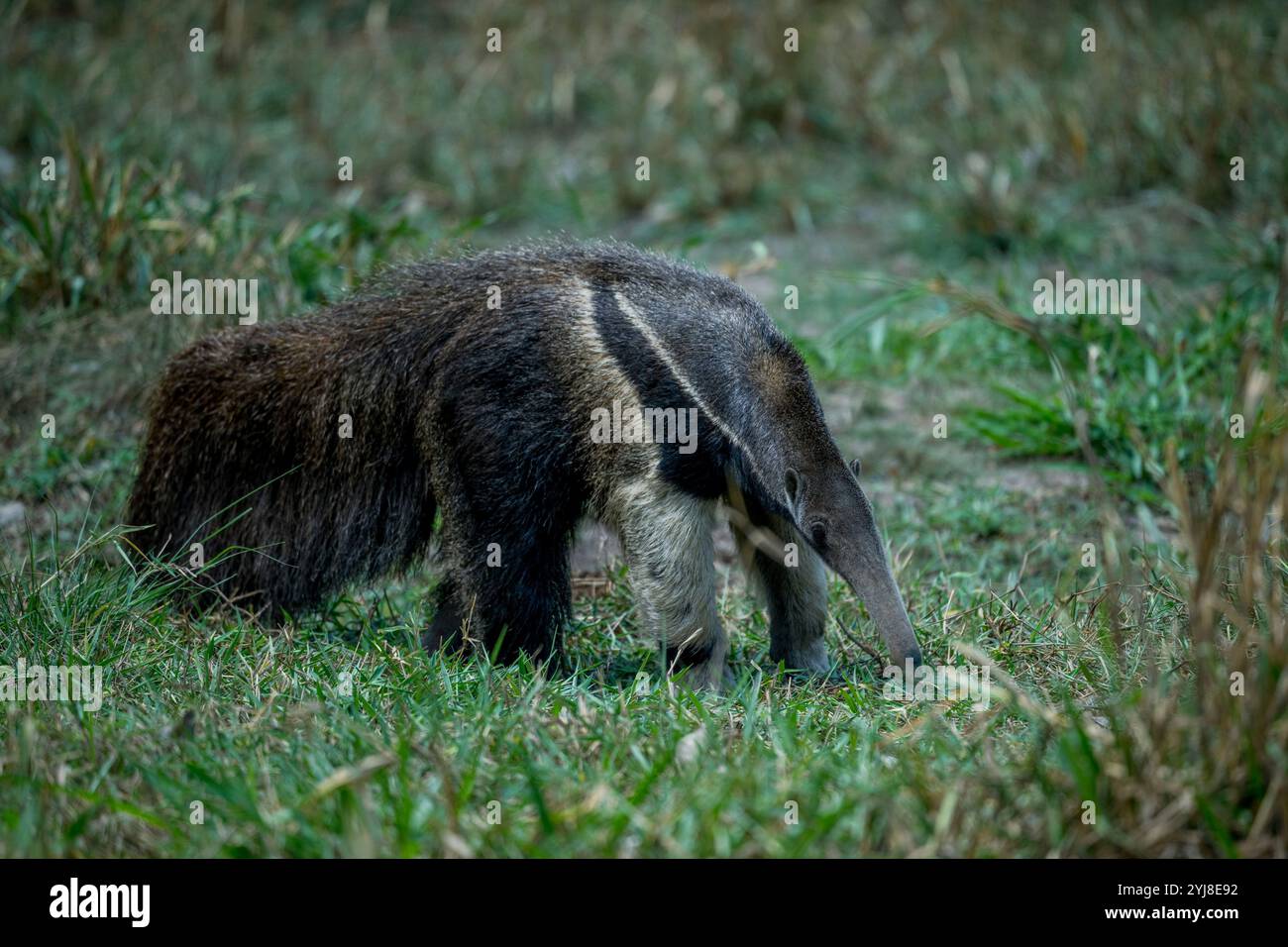 Un anteater gigante in via di estinzione (il tridattilo di Myrmecophaga) che cerca il cibo nella savana vicino al Lodge di Aguape nel Pantanal del sud, Mato Grosso do Foto Stock