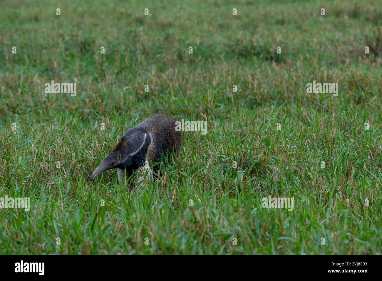 Un anteater gigante in via di estinzione (il tridattilo di Myrmecophaga) che cerca il cibo nella savana vicino al Lodge di Aguape nel Pantanal del sud, Mato Grosso do Foto Stock
