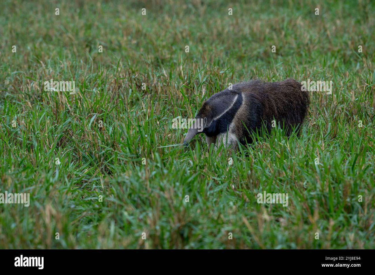 Un anteater gigante in via di estinzione (il tridattilo di Myrmecophaga) che cerca il cibo nella savana vicino al Lodge di Aguape nel Pantanal del sud, Mato Grosso do Foto Stock