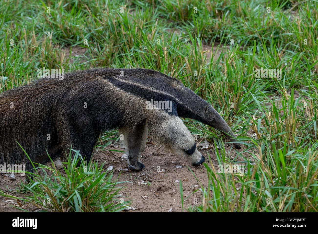 Un anteater gigante in via di estinzione (il tridattilo di Myrmecophaga) che cerca il cibo nella savana vicino al Lodge di Aguape nel Pantanal del sud, Mato Grosso do Foto Stock