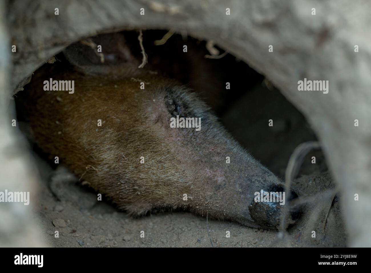 Tamandua meridionale (Tamandua tetradactyla) che dorme nella sua tana vicino all'Aguape Lodge nel Pantanal meridionale, Mato grosso do sul, Brasile. Foto Stock