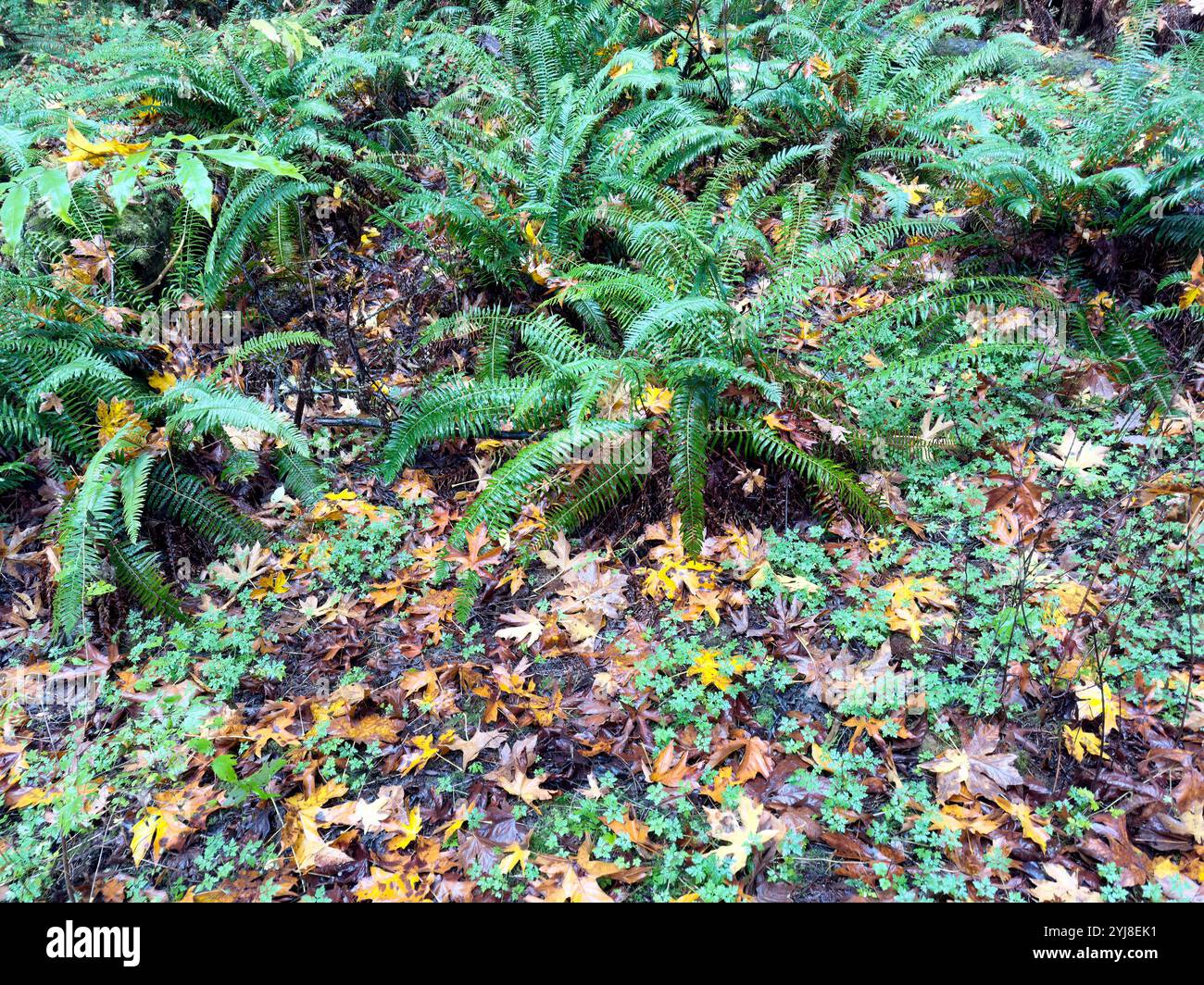 Autunno o autunno sullo sfondo con felci e grandi foglie cadute a terra Foto Stock