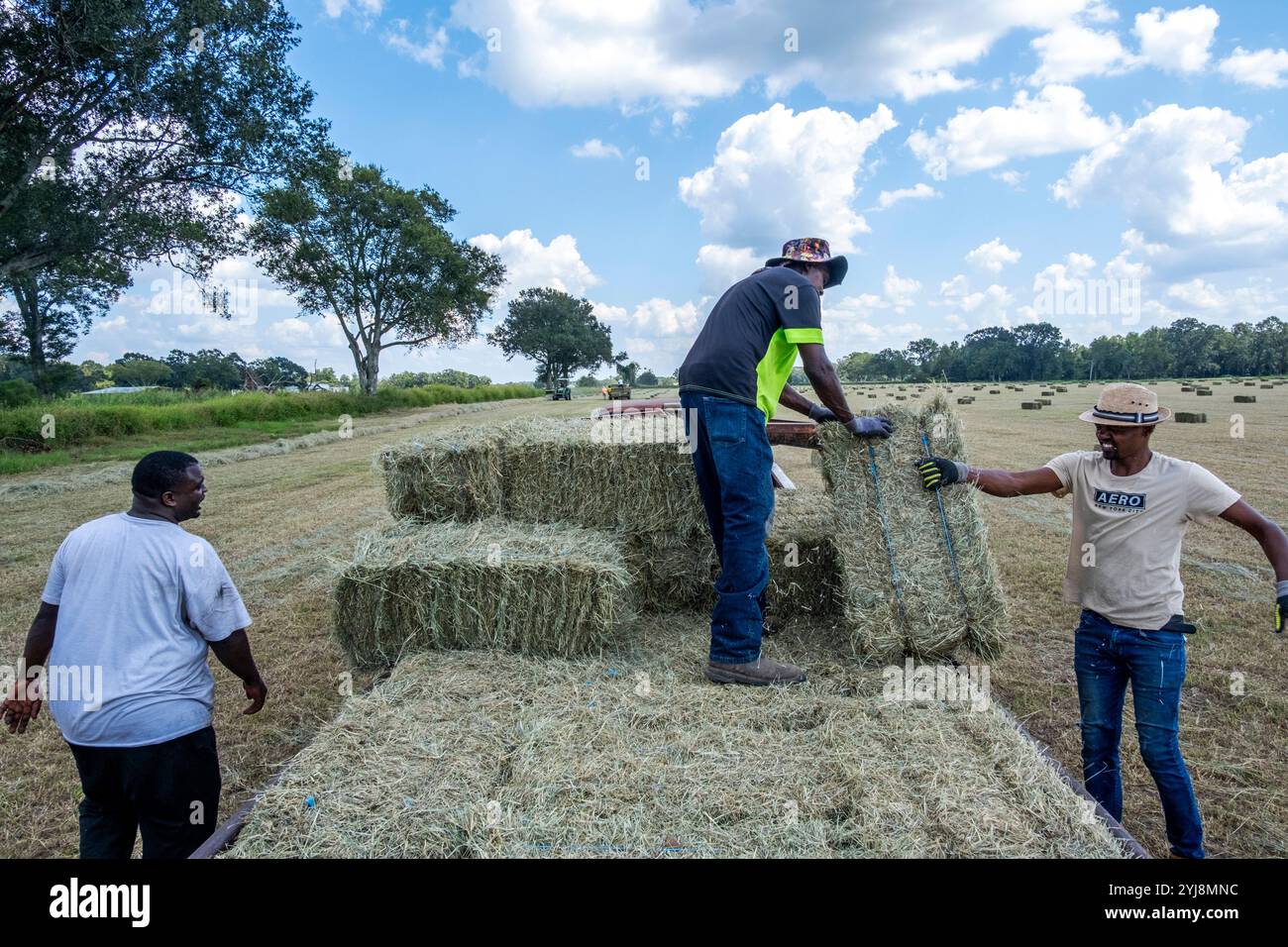 I lavoratori agricoli afroamericani impilano balle di fieno ad Arnaudville, Louisiana, Stati Uniti Foto Stock