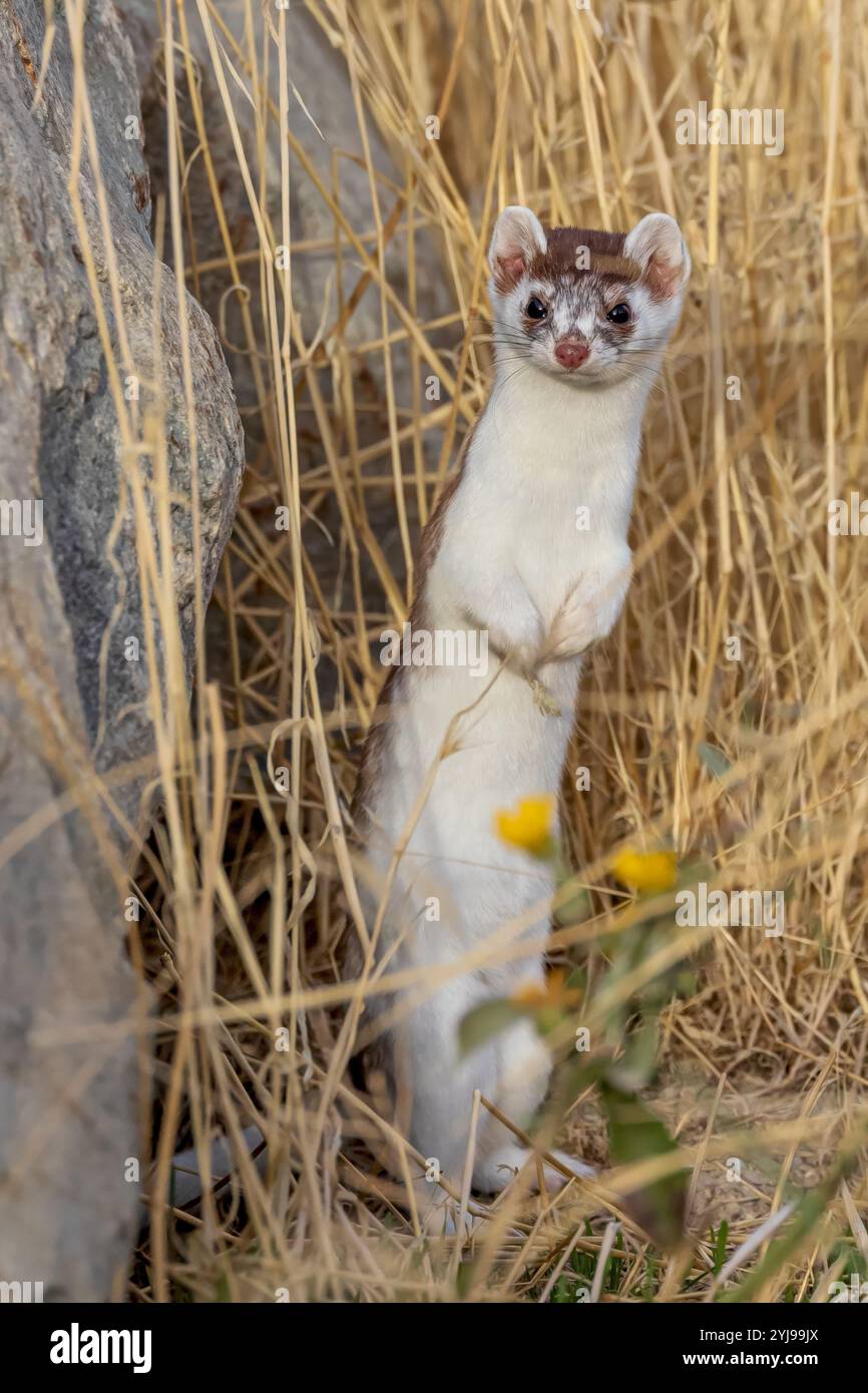 A caccia di Weasel Foto Stock