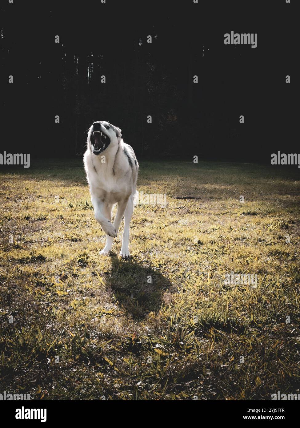 Cane di razza mista che corre su un campo in un parco per cani Foto Stock