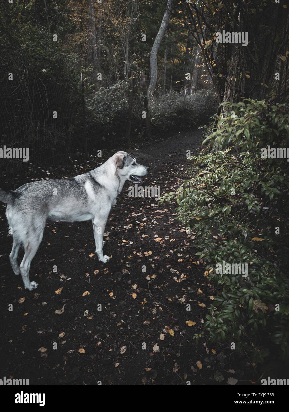 Un giovane animale domestico di razza mista guarda con curiosità mentre cerca di indagare i suoni nei cespugli su un sentiero escursionistico - Immagine stock catturata con smartphone