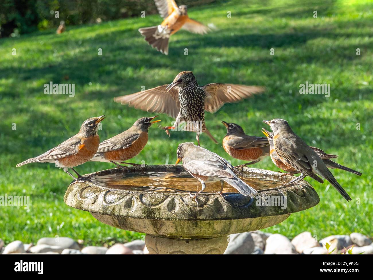 Uno starling tenta di schiantare una festa di robins mentre bevono in un bagno di uccelli. Foto Stock