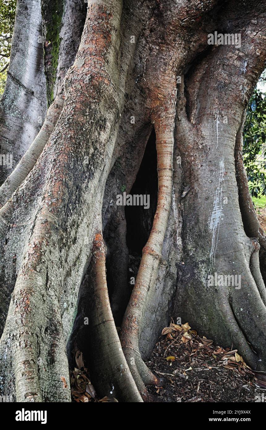 Grandi alberi di fichi vecchi di Moreton Bay nel Rushcutters Bay Park, Sydney, Australia Foto Stock