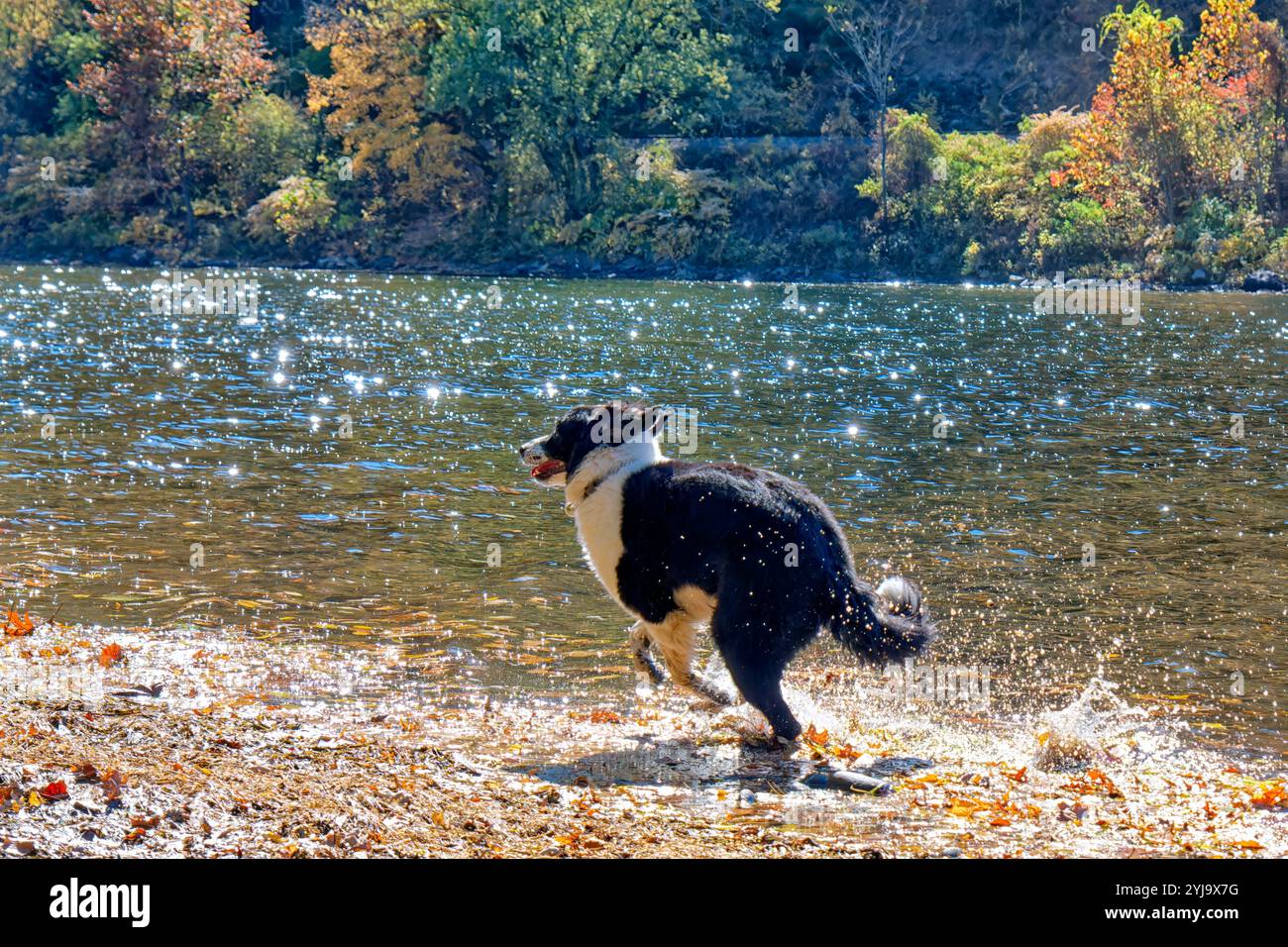 Un Dog Running sul bordo del fiume Delaware durante l'autunno, Delaware Water Gap area, New Jersey Foto Stock