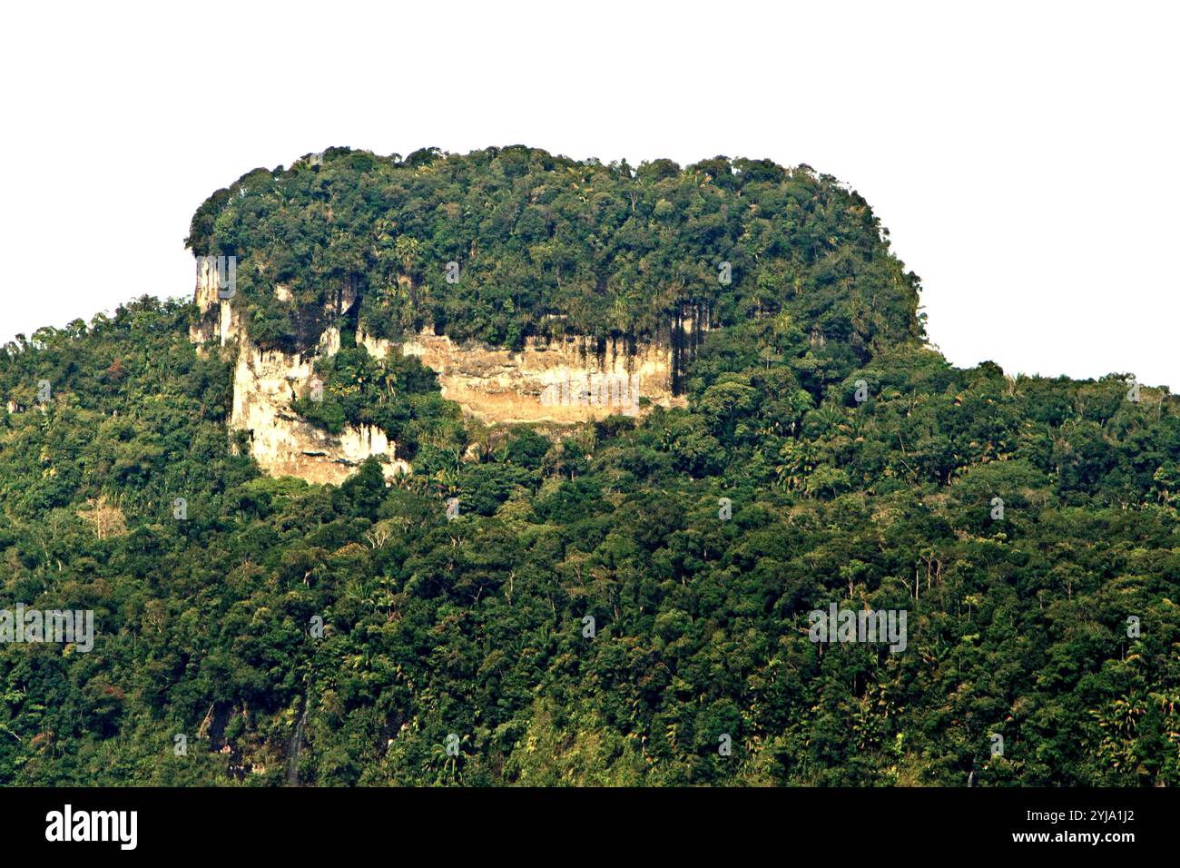 La foresta pluviale di Bukit Tilung, una collina sacra secondo la gente del posto, è vista dal villaggio di Nanga Raun, Kalis, Kapuas Hulu, Kalimantan occidentale, Indonesia. Foto Stock