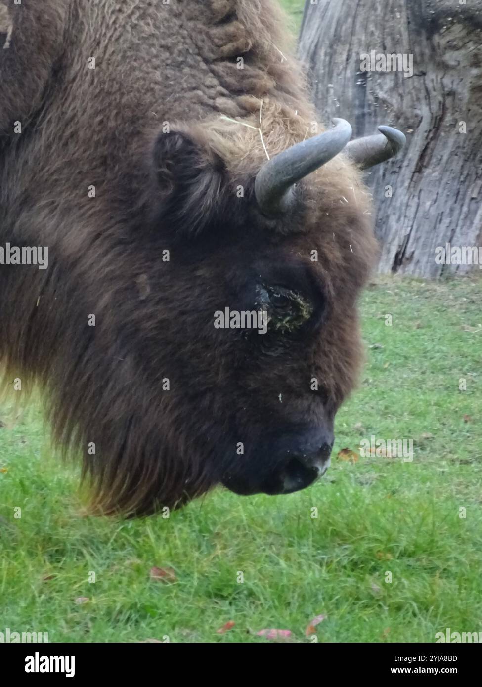Ritratto bisonte europeo Foto Stock