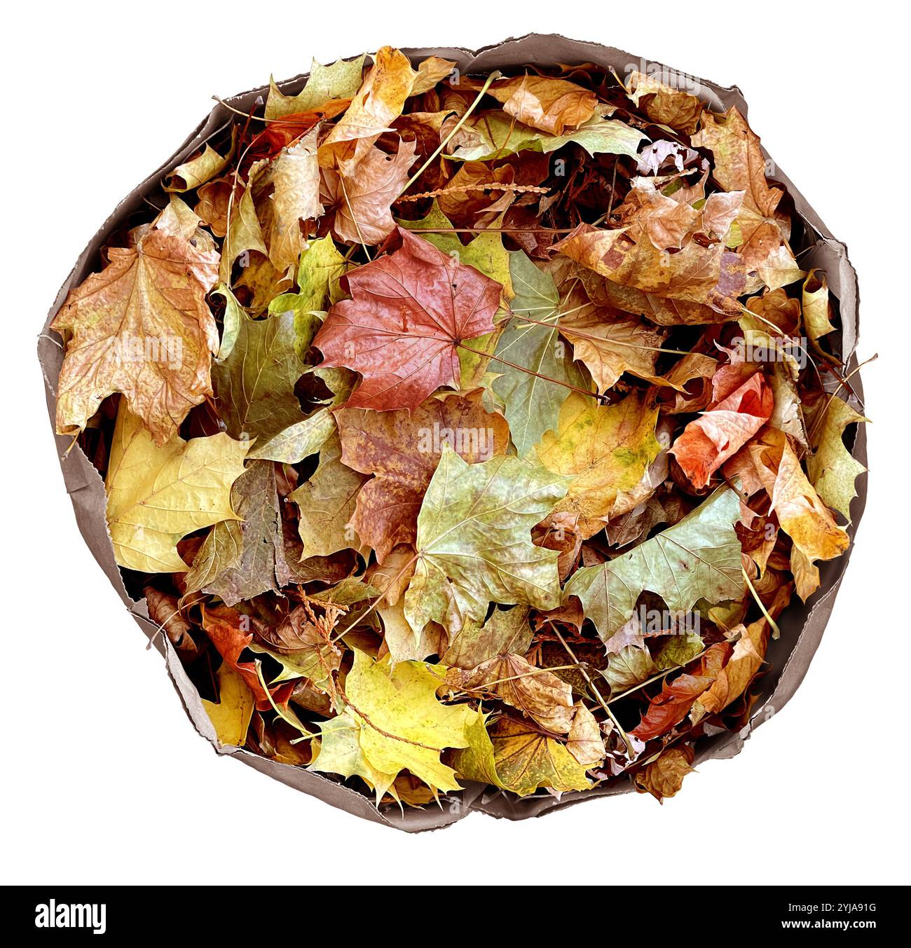 Sacchetto di foglie autunnali come simbolo della stagione autunnale per il composte biodegradabile e il compostaggio come lavori stagionali nel cortile mantenendo il prato isolato su un bianco Foto Stock