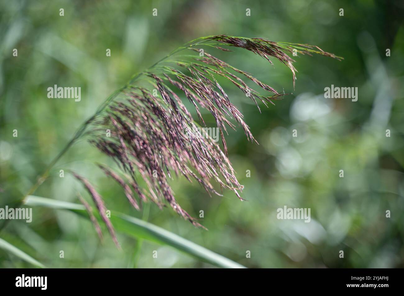 Pianta di canne che ondeggia in una brezza estiva Foto Stock